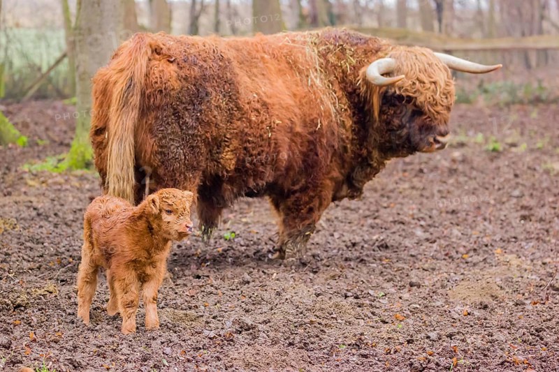 A Highland calf (Bos primigenius taurus) stands in a forest close to its father