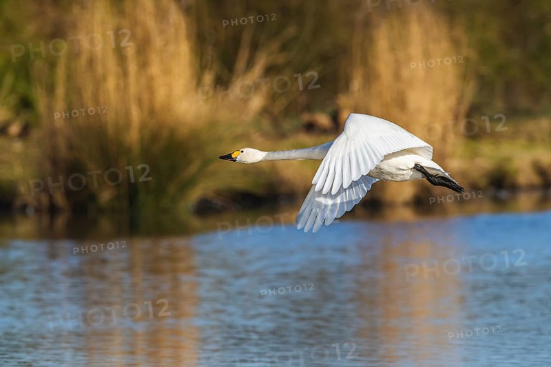 Tundra Swan, Bewick's Swan, Cygnus columbianus in flight at winter in Slimbridge, England, United Kingdom, Europe