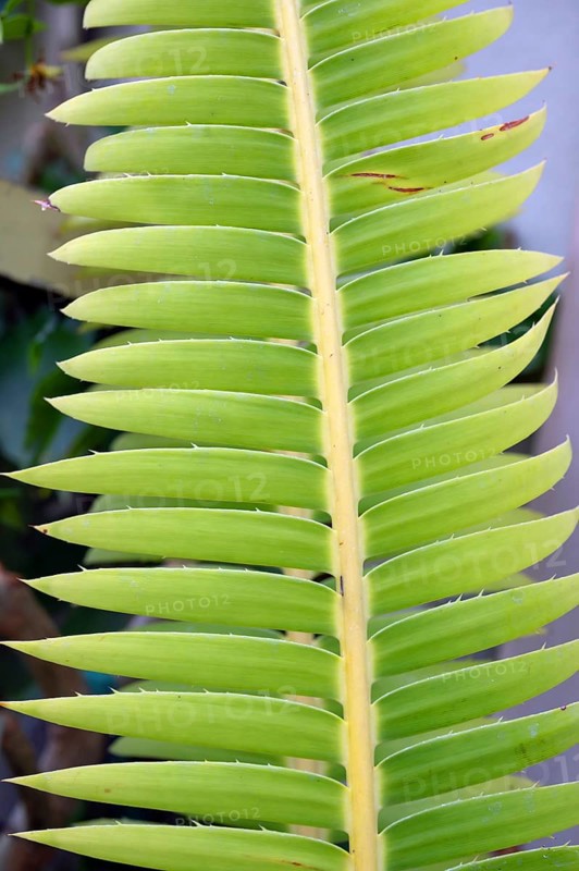 Leaf of the fast-growing palm fern (Dioon spinulosum), Botanical Garden, Erlangen, Middle Franconia, Bavaria, Germany, Europe