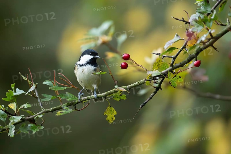 Coal tit (Periparus ater) adult bird on a Hawthorn tree branch with red berries in autumn in a woodland, England, United Kingdom, Europe