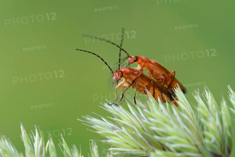 Common red soldier beetle (Rhagonycha fulva) two adult insects mating on a grass flower in summer, England, United Kingdom, Europe
