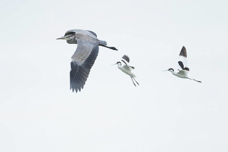 Grey heron (Ardea cinerea) juvenile bird flying being mobbed by two Pied avocet (Recurvirostra avosetta) birds, England, United Kingdom, Europe