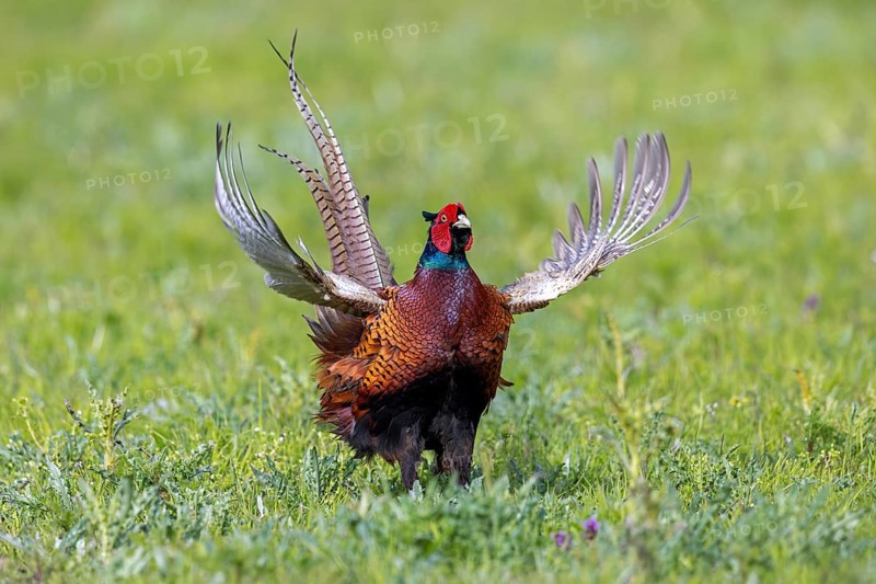 Common pheasant (Phasianus colchicus) male, cock displaying by flapping wings in field during the breeding season in spring
