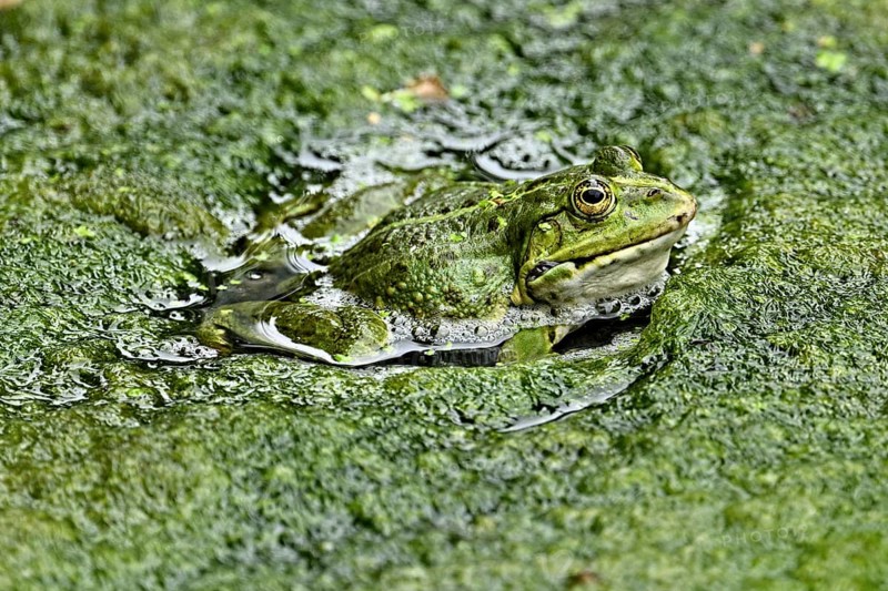 Water frog (rana esculenta), sitting on a carpet of algae in a pond, Switzerland, Europe