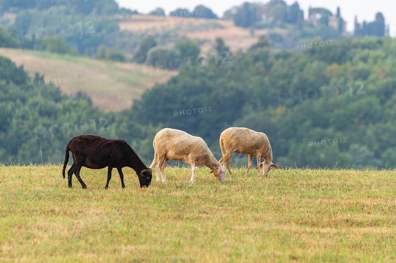 Domestic sheeps (Ovis aries) standing on a meadow with a Western cattle egret (Bubulcus ibis), Pienza, Tuscany, Italy, Europe