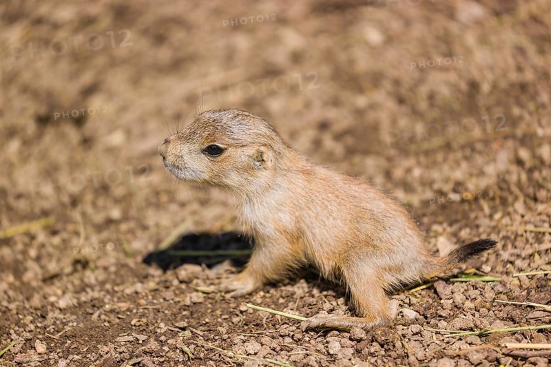 A black-tailed prairie dog cub (2 weeks old) (Cynomys ludovicianus) sits on sandy terrain on a bright sunny day