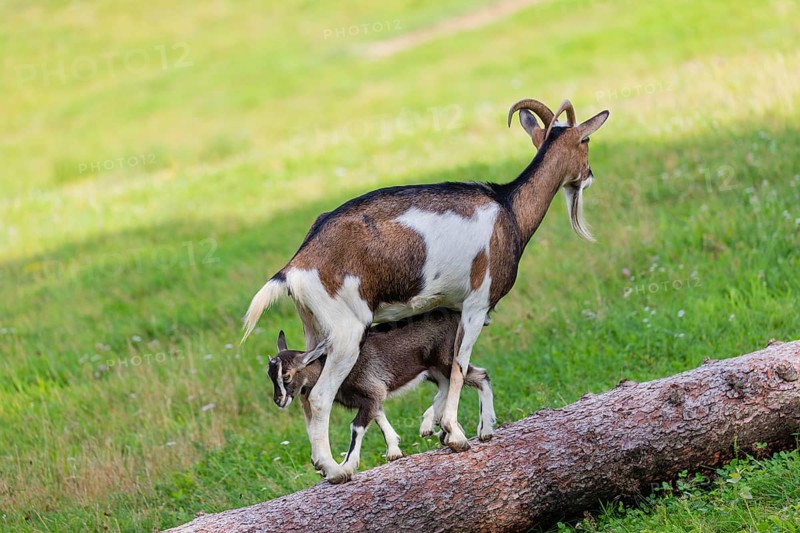 One female Tauernschecke goat, Capra aegagrus hircus, balancing along a tree trunk lying on meadow. Her goatling walks underneath her between her legs into the opposite direction