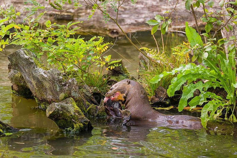 A giant otter or giant river otter (Pteronura brasiliensis) rests at a mossy root lying in the water and eats a catfish