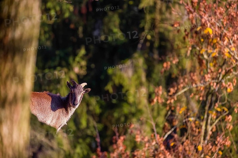 A female Himalayan tahr (Hemitragus jemlahicus) stands on a rocky slope. A dense autumnal forest is in the background