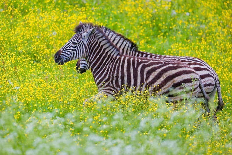 Chapman's zebra (Equus quagga chapmani) grazing on a yellow flowering meadow