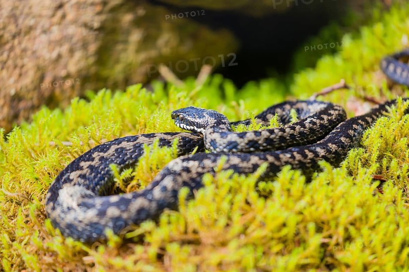 One Vipera berus, the common European adder or common European viper, rests on moss in bright sunlight to warm up
