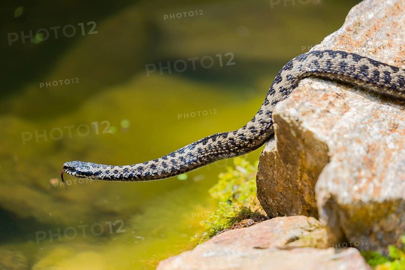 One Vipera berus, the common European adder or common European viper, creeps over moss and rocks