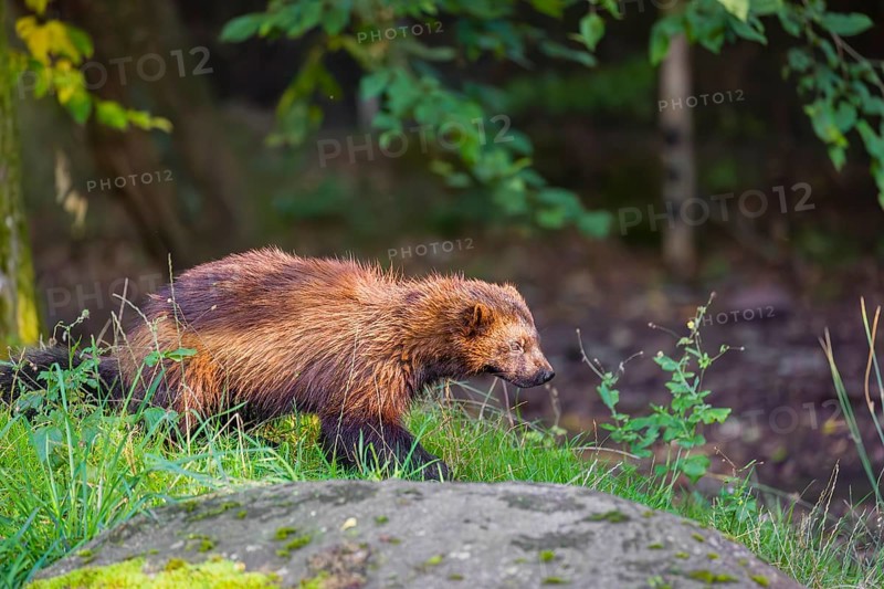 A wolverine (Gulo gulo) rests on a green meadow at a forest edge