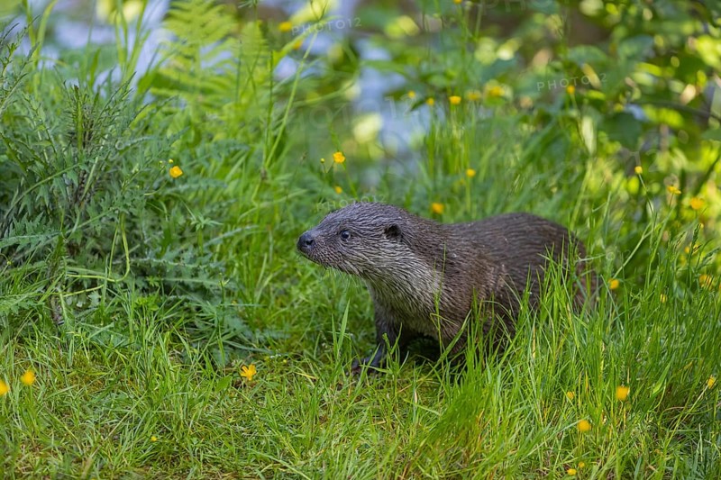One Eurasian otter (Lutra lutra), walking through green vegetation. Some yellow flowers (Ranunculus) and tree stumps around