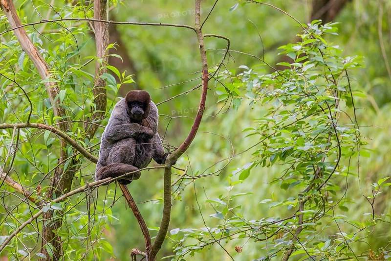 A common woolly monkey, brown woolly monkey, or Humboldt's woolly monkey (Lagothrix lagothricha) climbs in a tree