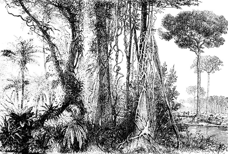 Rainforest with giant trees and lianas of the inner tropics, jungle, environment, climate change, deforestation, travelling, Brazil, historical illustration 18888, South America
