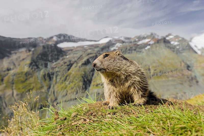 A young Alpine Marmot, Marmota marmota, rests on a grassy rim. Snow covered mountains are in the background