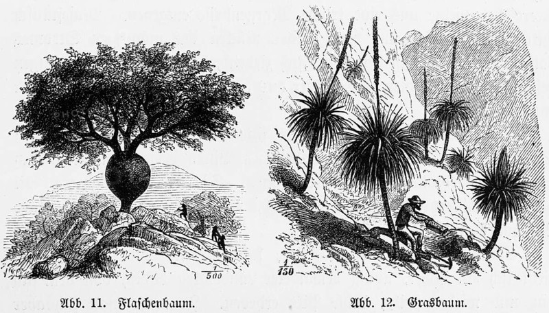 Australian mountain landscape with bottle tree (Asimina triloba) and grass tree (Xanthorrhoea) Travelling, Australia, historical illustration 1888, Oceania