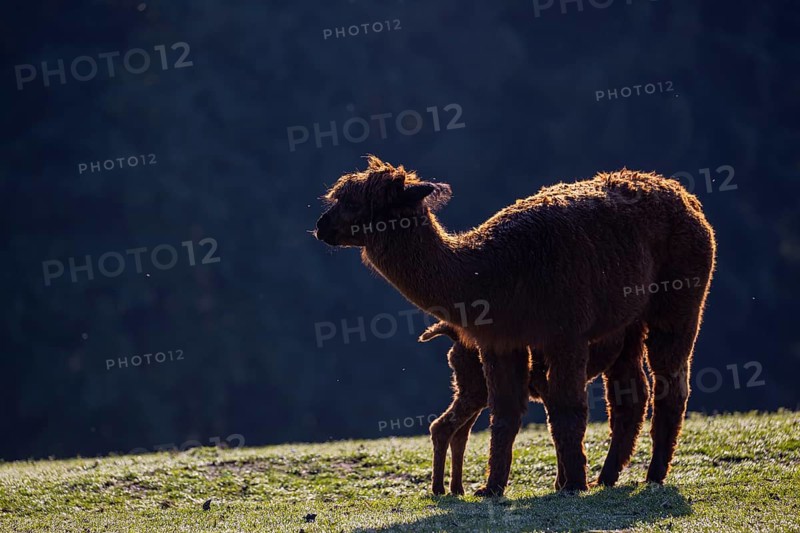 A Brown female Alpaca (Vicugna pacos) suckles her newborn baby. Standing against a dark background in backlit condition. An aura of light surrounding them