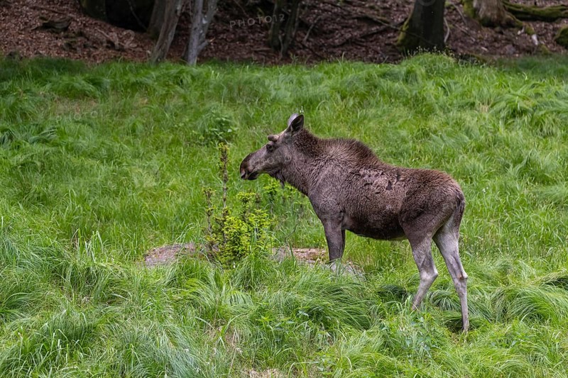 One adult male moose or elk, Alces alces, walking over a meadow with tall fresh green grass, eats away the fresh fir shoots
