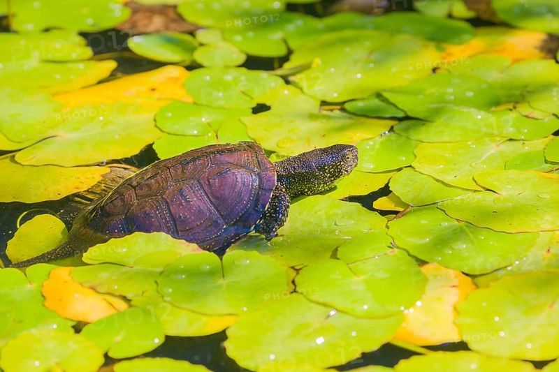 A European pond turtle (Emys orbicularis), makes its way through the leaves of Water Lilly covererd pond