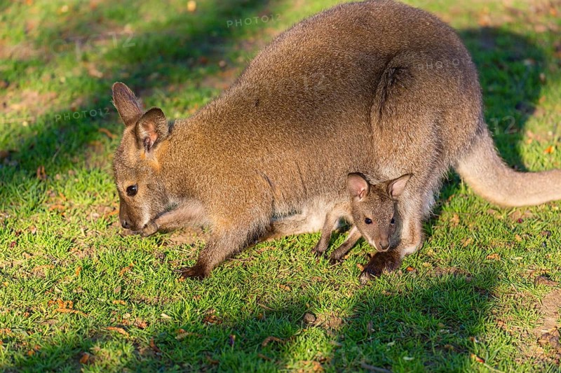 Red-necked wallaby or Bennett's wallaby (Macropus rufogriseus) with cub in her pouch, sits on a green meadow