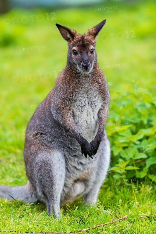 Red-necked wallaby or Bennett's wallaby (Macropus rufogriseus) sits on a green meadow with dense green vegetation in the background
