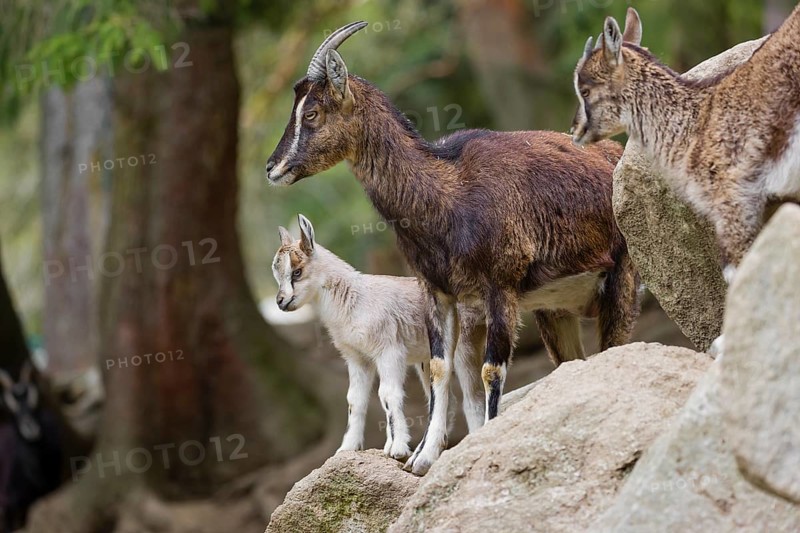 A female bezoar ibex (Capra aegagrus aegagrus) stands together with her goatling on a rock