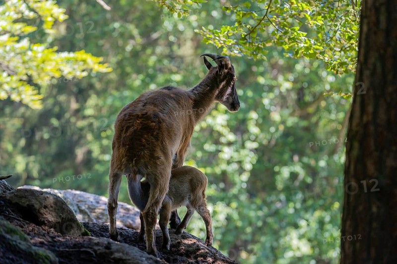 A female Himalayan tahr (Hemitragus jemlahicus) stands on a rock in a green forest and nurses her young