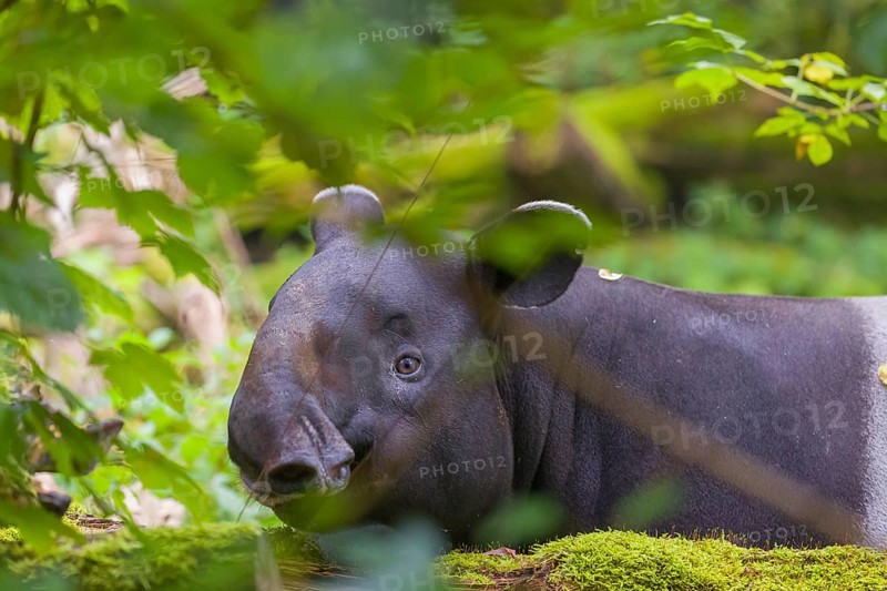 A Malayan tapir (Acrocodia indica) stands hidden in dense undergrowth looking for food