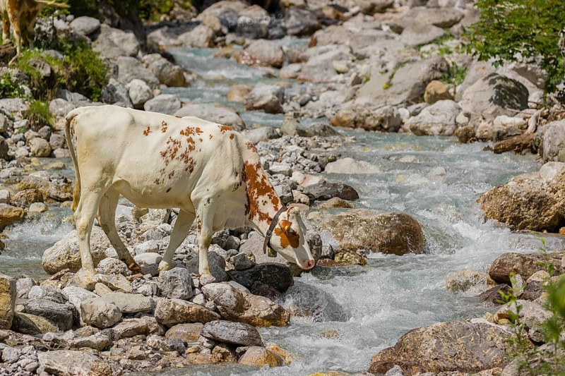Holstein Friesian cattle crossing a creek on an alpine pasture. Eng valley, Austria, Europe