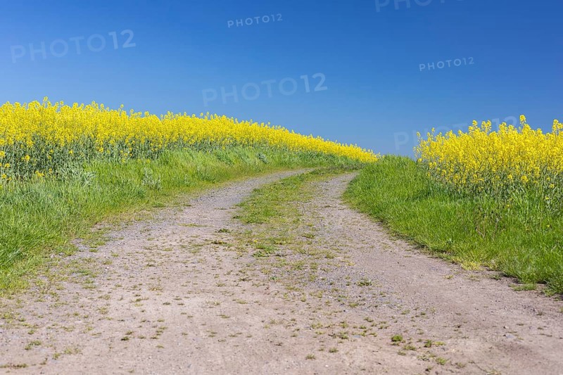 Field path through flowering rape fields (Brassica napus) in spring, Müglitztal, Saxony, Germany, Europe