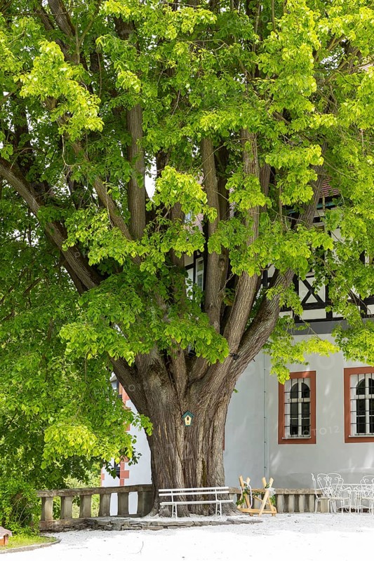 Old lime tree in front of Rauenstein Castle, Pockau-Lengefeld, Erzgebirge, Saxony, Germany, Europe