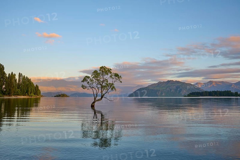 A tree stands in the lake, surrounded by clear mountains and calm morning air, summer, Lake Wanaka, Wanaka, Otago, South Island, New Zealand, Oceania
