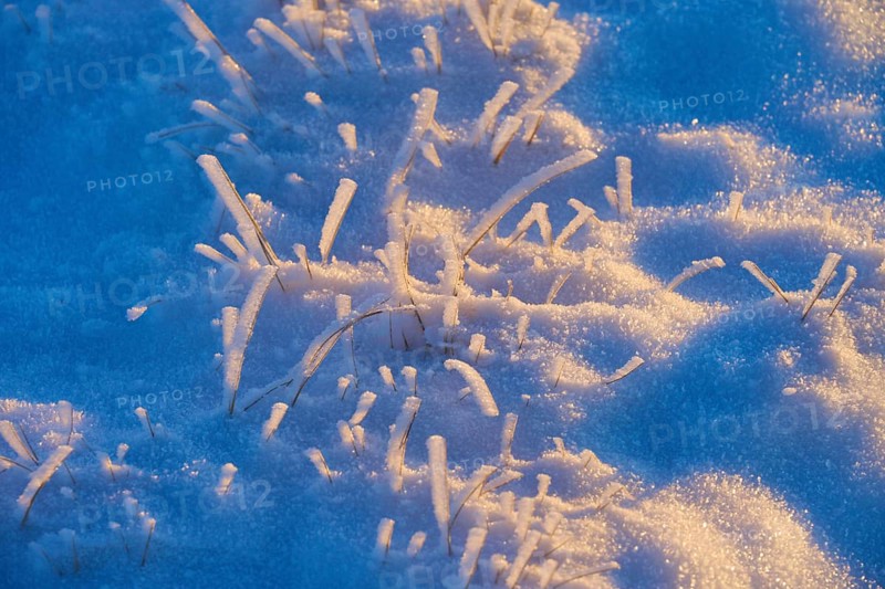 Frozen grass with snow in the blue morning light, winter, Wasserkuppe, Gersfeld, Rhön, Hesse, Germany, Europe