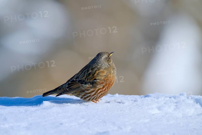 Alpine Accentor (Prunella collaris), sitting in the snow with a soft bokeh background, Gemmi Pass, Leukerbad, Leuk, Valais, Switzerland, Europe
