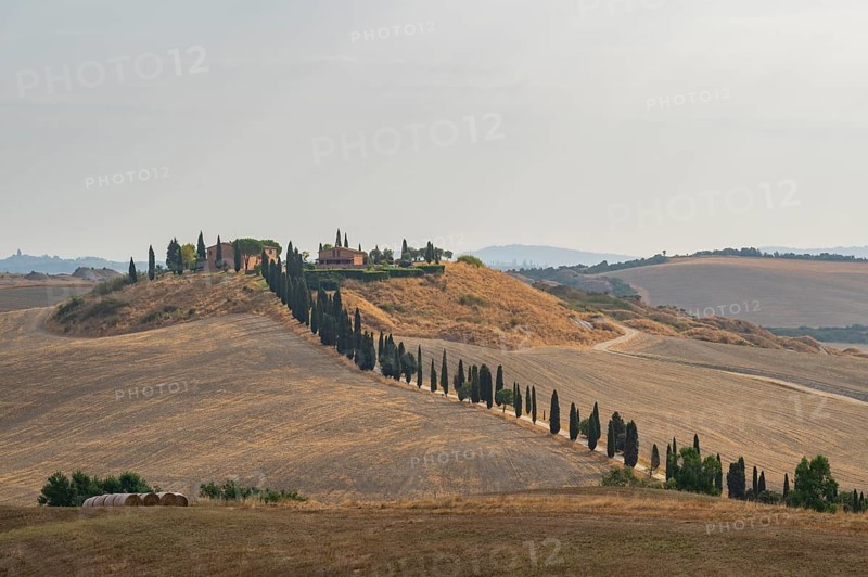 Typical Tuscan landscape in Crete Senesi with hills, trees, fields, cypresses and farm road in summer, Tuscany, Italy, Europe