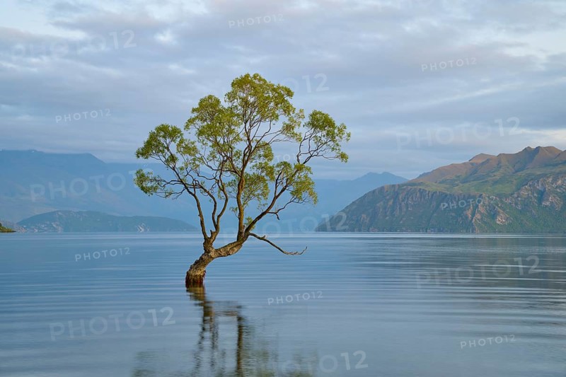A tree stands calmly in the blue water of a lake, surrounded by mountains, summer, Lake Wanaka, Wanaka, Otago, South Island, New Zealand, Oceania