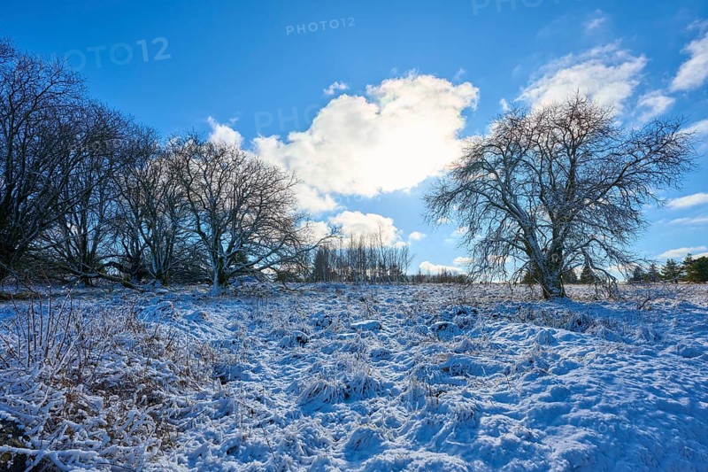 Snowy winter landscape with bare trees and a clear sky, Winter, Oberelsbach, Lange Rhön, Rhön, Bavaria, Germany, Europe