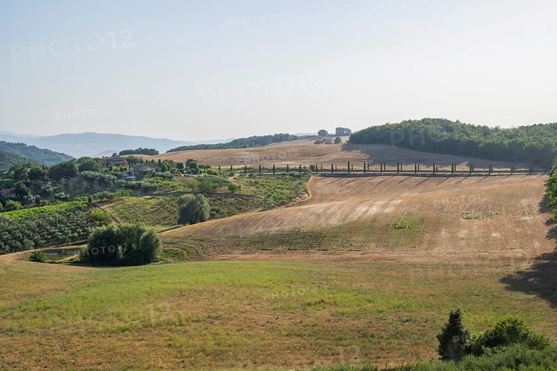Typical Tuscan landscape in Val d'Orcia with hills, trees, fields, cypresses, vine yards and farm road in autumn, Tuscany, Italy, Europe
