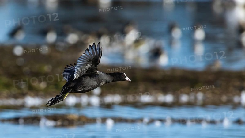 Eurasian Coot, Fulica atra, bird in flight over winter marshes