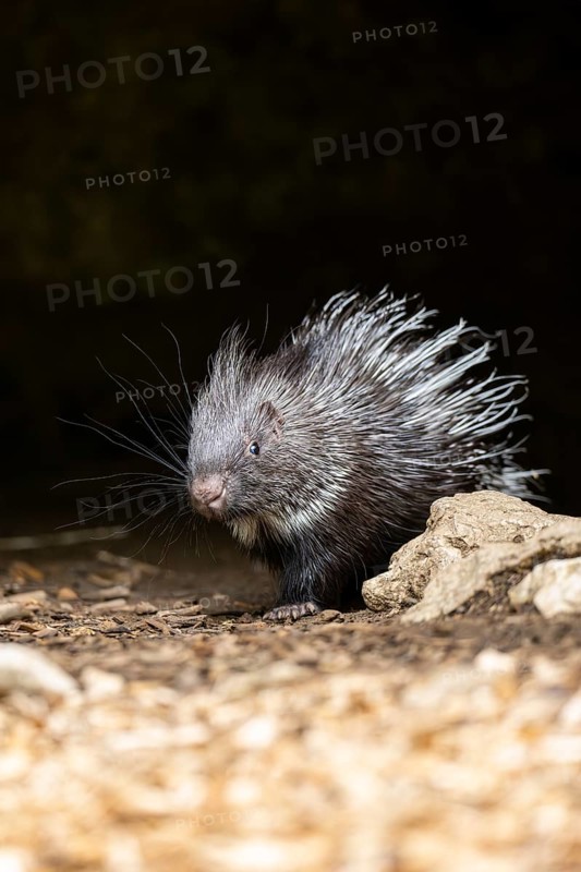 Old World porcupines (Hystrix cristata), youngster, Germany, Europe