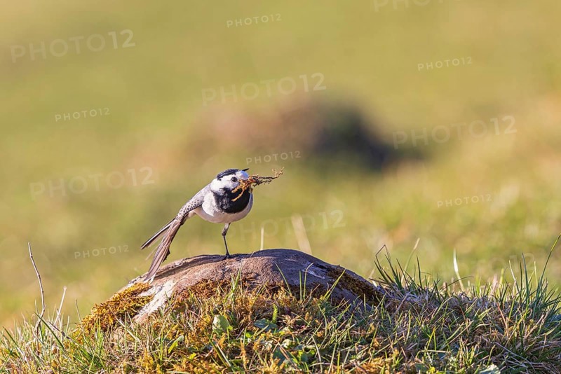 White wagtail (Motacilla alba) with nesting material in its beak balances on one leg with its wing on a rock