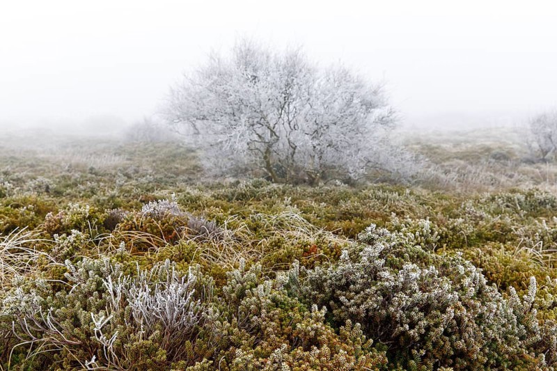 Beach milkwort (Glaux maritima) with hoar frost and windblown fog in the dune landscape on Norderney, Lower Saxony, Germany, Europe