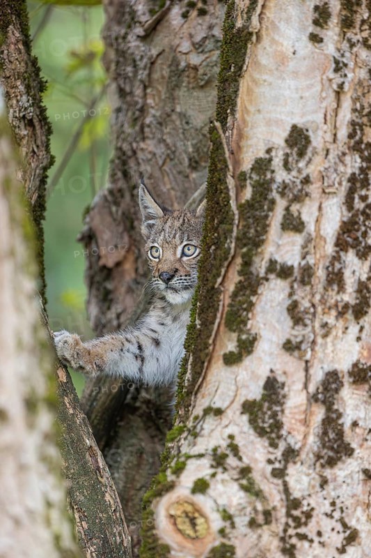 One young (10 weeks old) male Eurasian lynx, (Lynx lynx), climbing in a split tree
