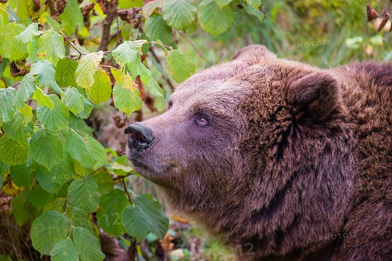 An adult female brown bear (Ursus arctos arctos) eating leaves from a birch tree
