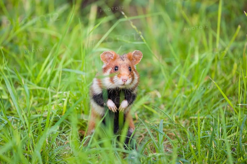A European hamster (Cricetus cricetus), Eurasian hamster, black-bellied hamster or common hamster, standing tall in high grass, watching his surrounding for enemies and other hamsters