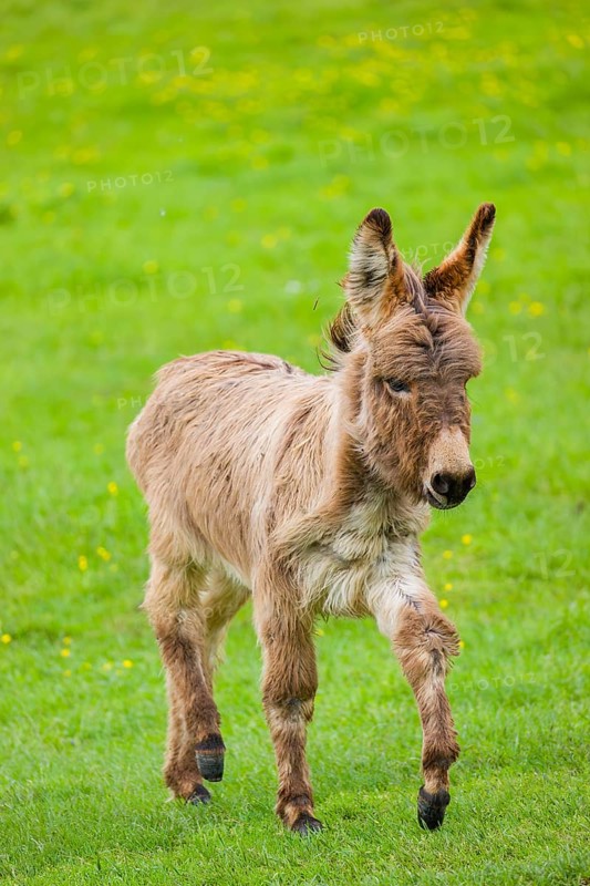 A mixed breed donkey foal runs across a green meadow