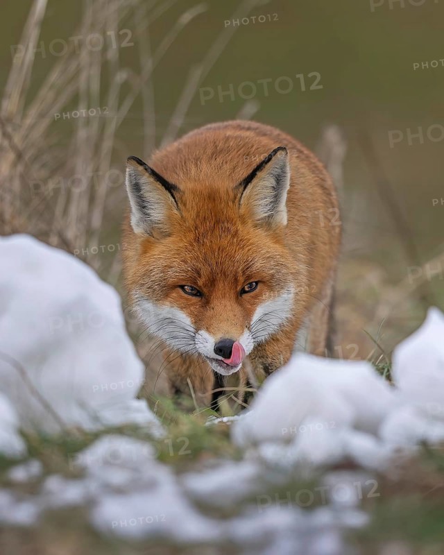 Red fox (Vulpes vulpes), hunting, winter fur, lurking, sniffing, hunting mice, dominant, male, winter landscape, predator, Middle Elbe Biosphere Reserve, Saxony-Anhalt, Germany, Europe