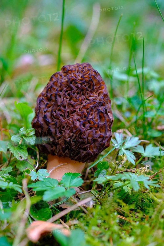 Grey morel, common morel (Morchella vulgaris), mushroom, mushroom, mushroom, Upper Bavaria, Bavaria, Germany, Europe